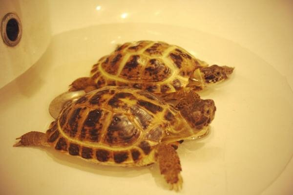 Продам сухопутную черепаху, Иваново