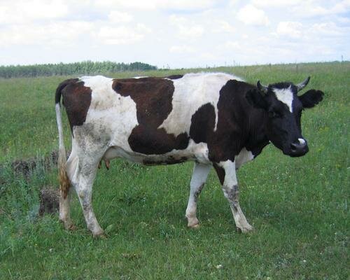 Продается молодая корова первого отела с теленком. Кохма