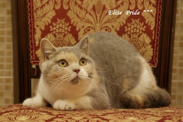 Британские кастрировнные кошки из питомника в добрые руки. Иваново