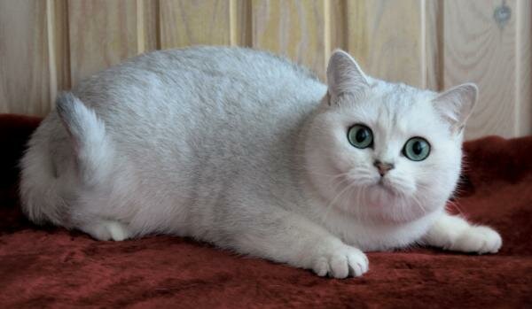 Британские зеленоглазые котята. Иваново
