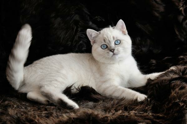 Британские голубоглазые котята. Иваново